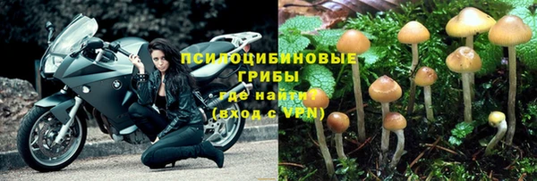 индика Аркадак